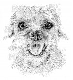 Border Terrier Sketch Image