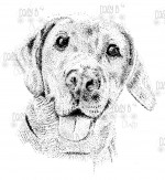 Labrador Sketch Image