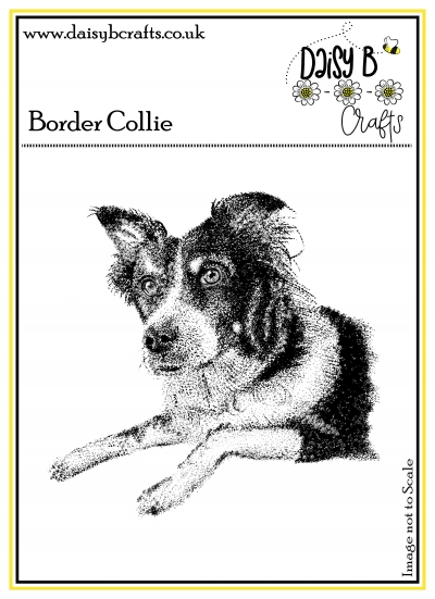 border terrier image