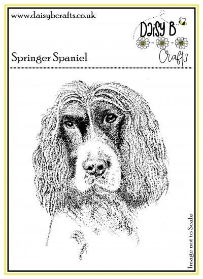 Springer Spaniel