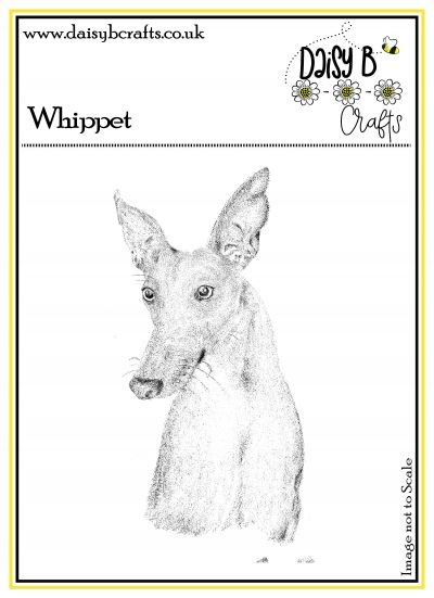 Whippet Image