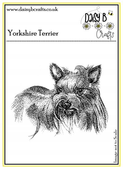 yorkshire terrier image