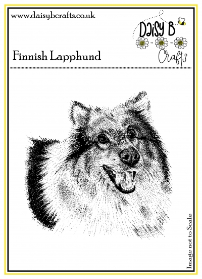 finnish lapphund image